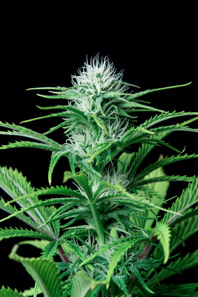 Strawberry Banana