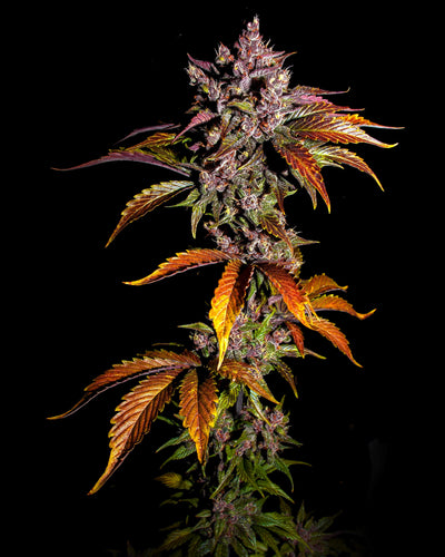 Blackberry