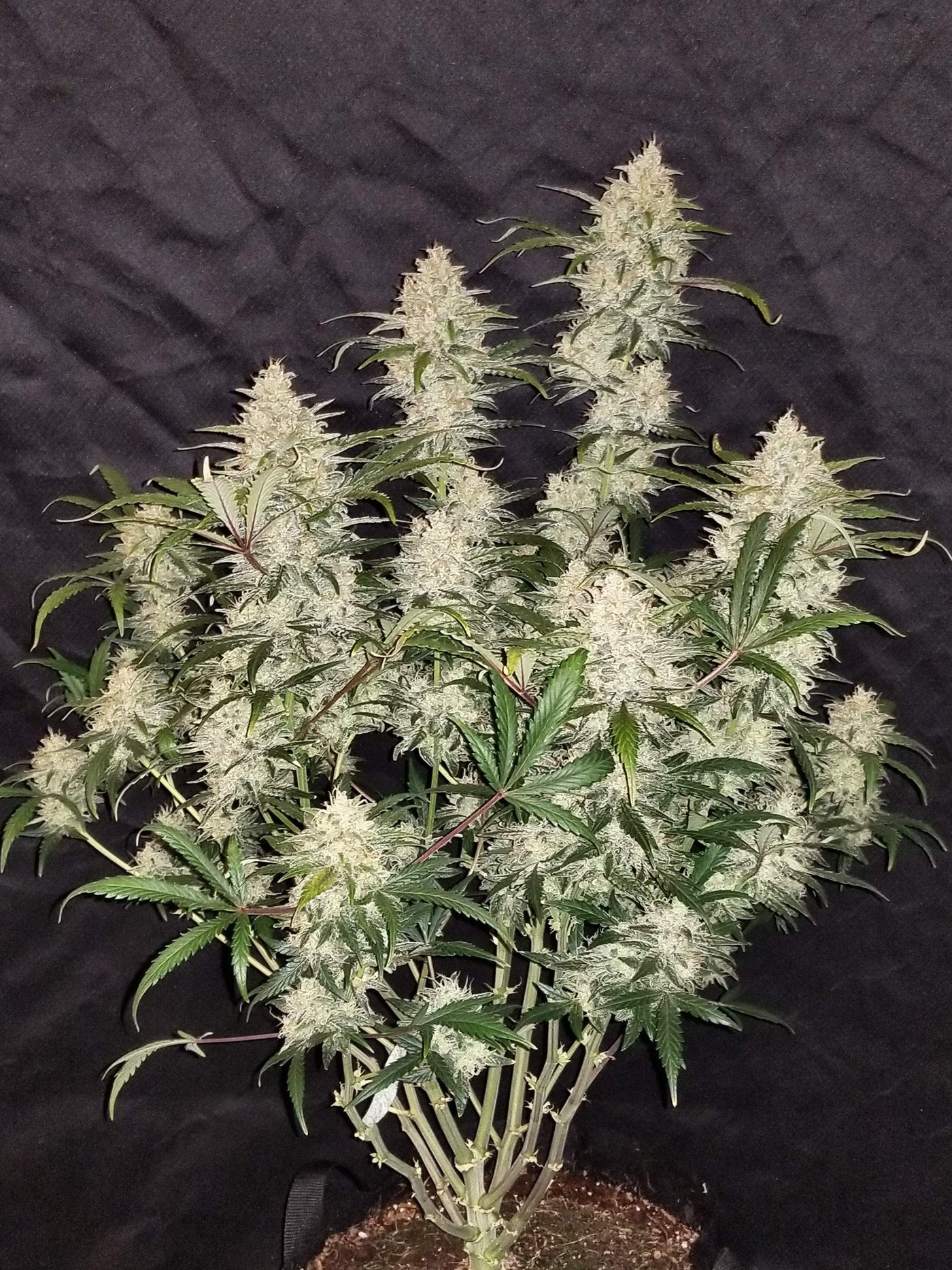 Zkittlez