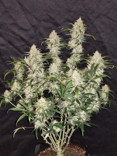 Zkittlez