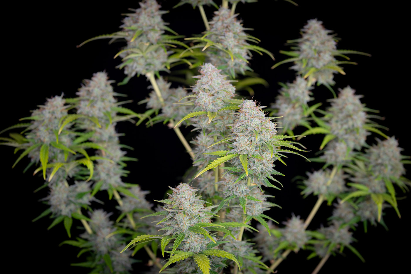 Orange sherbet