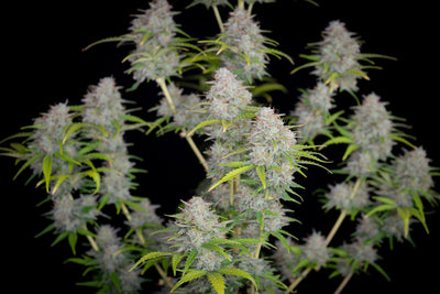 Orange sherbet