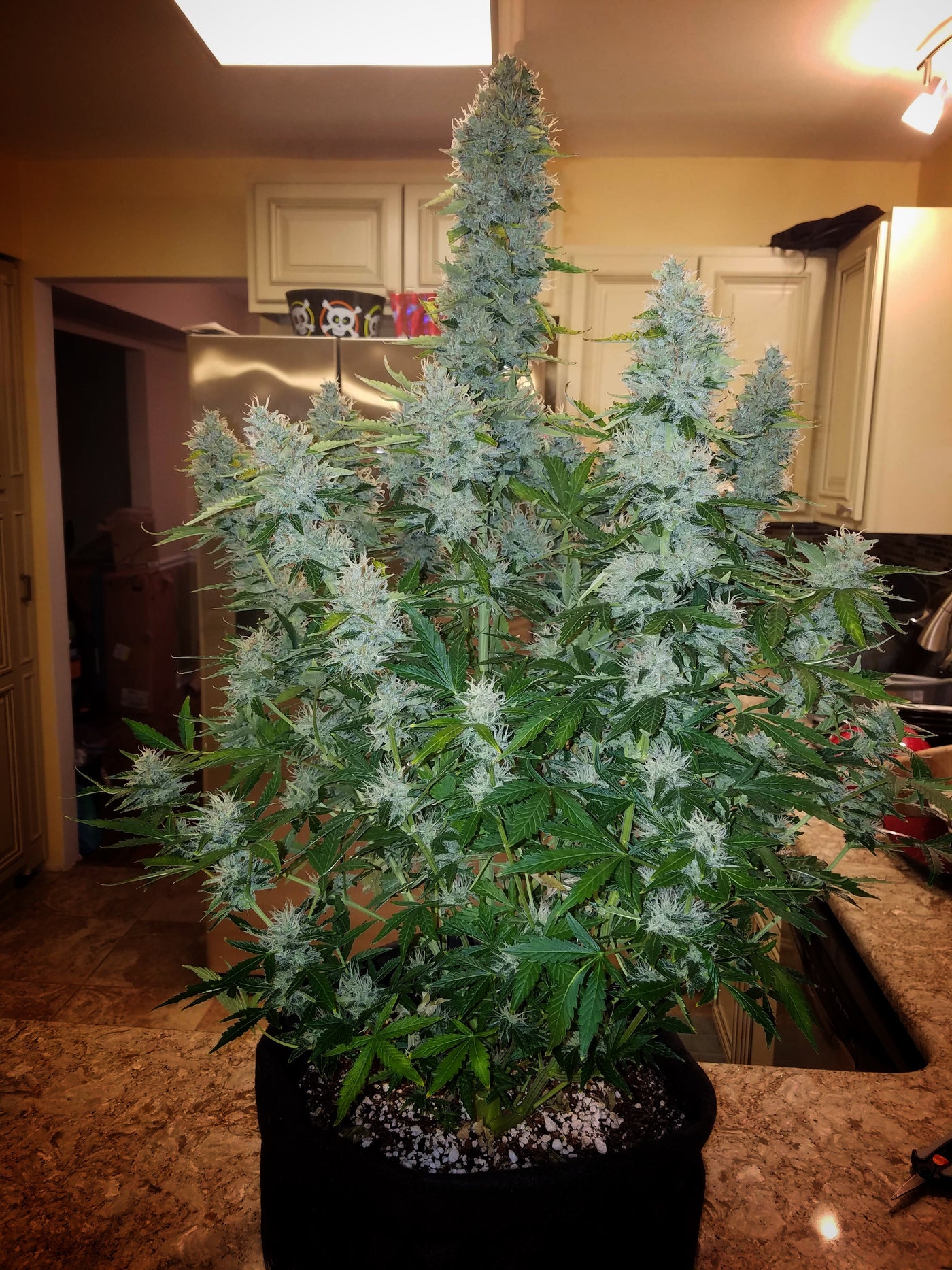 Gorilla Glue