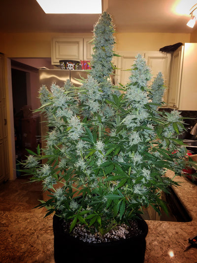 Gorilla Glue