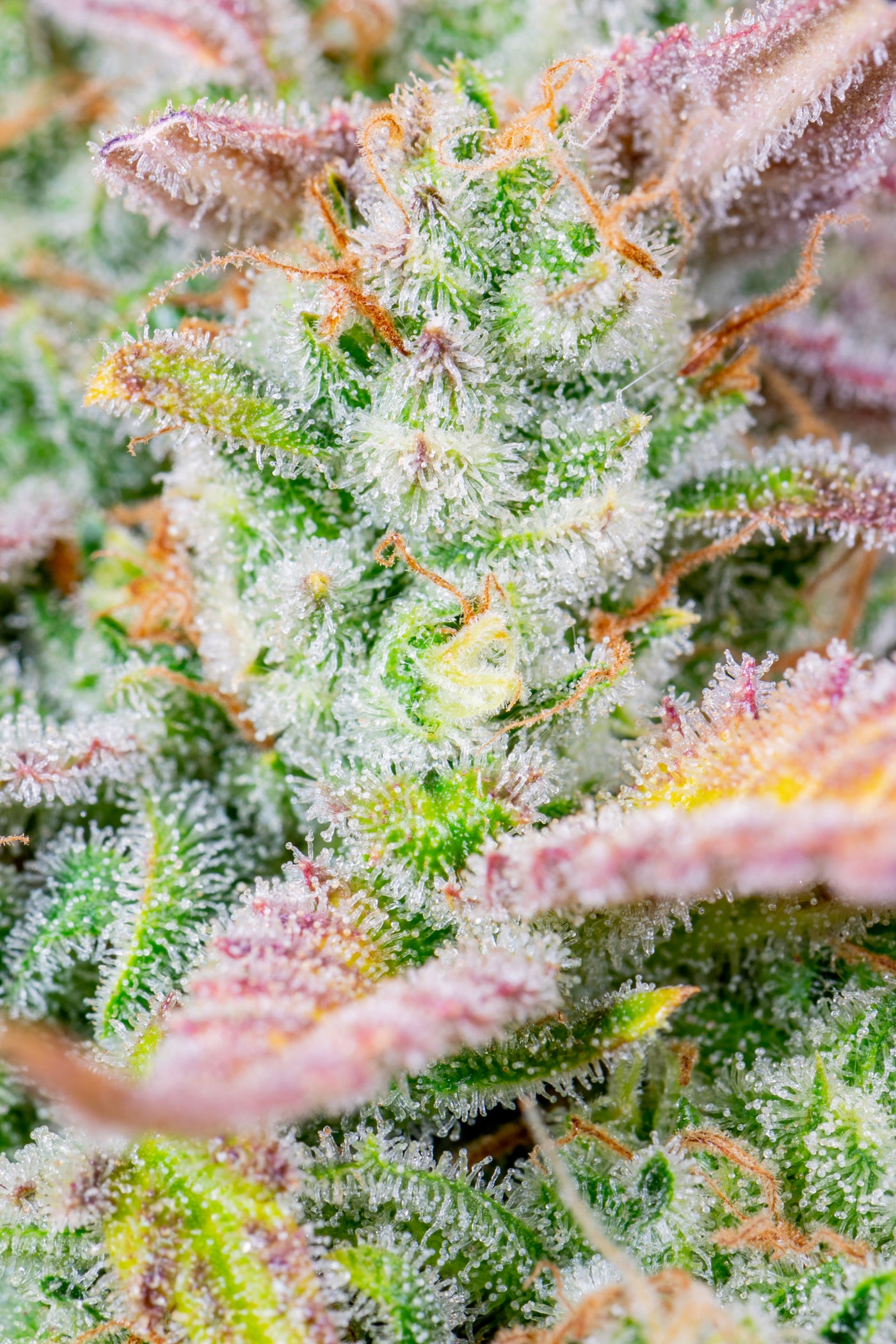 Trainwreck Auto