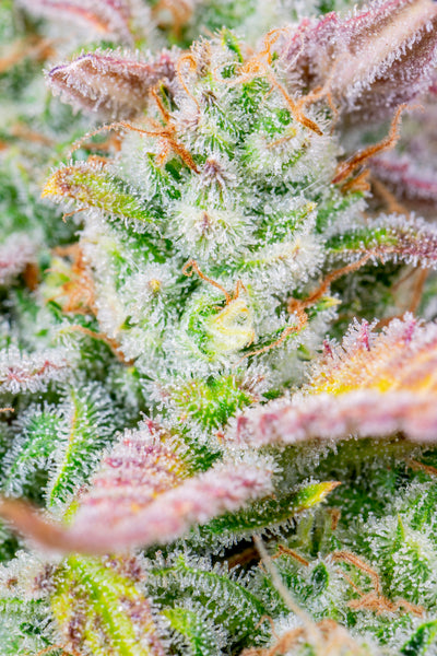 Trainwreck Auto