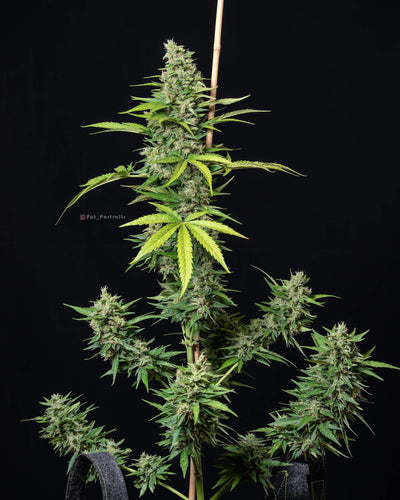 Orange sherbet