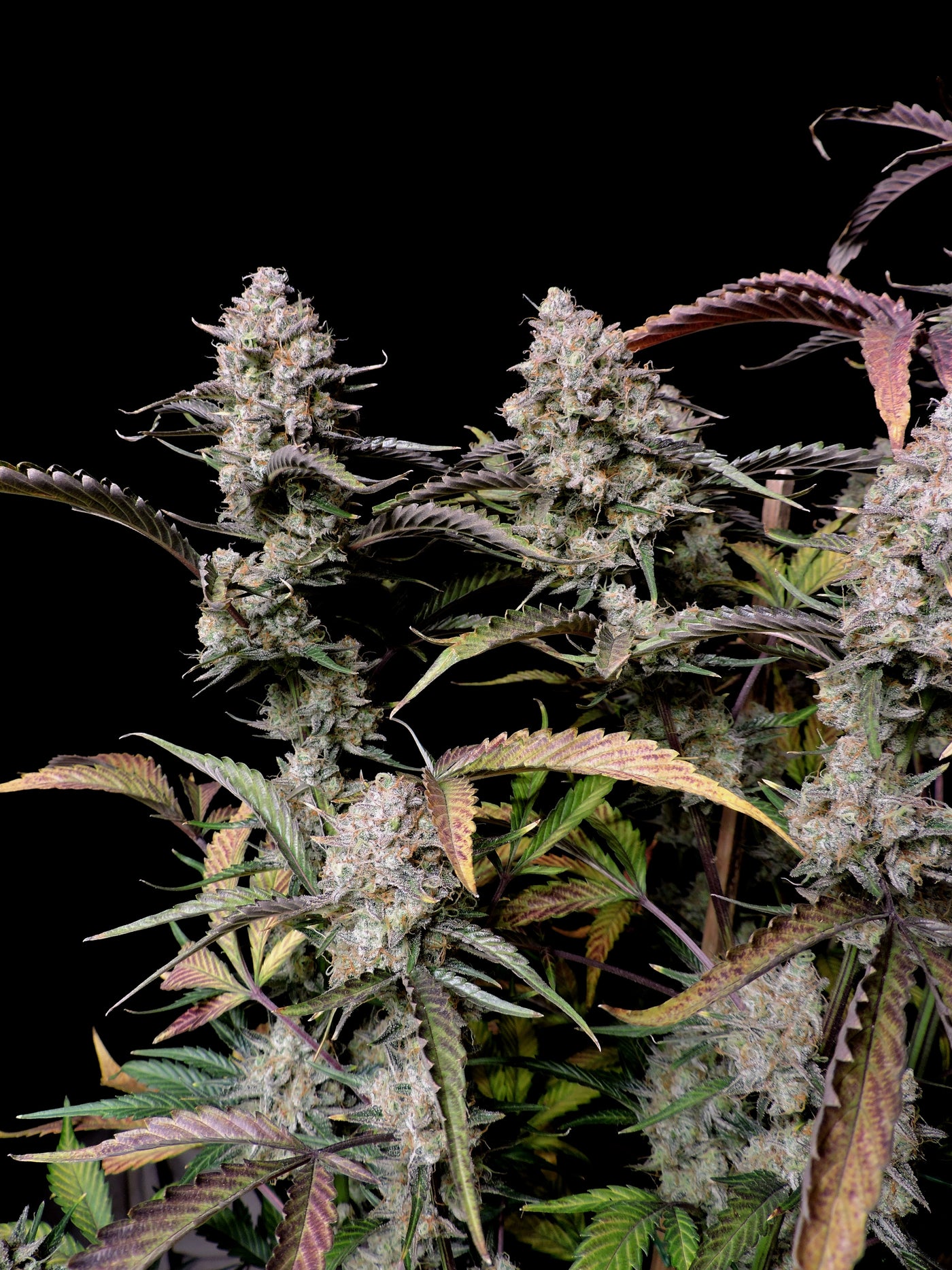 Gorilla Zkittlez