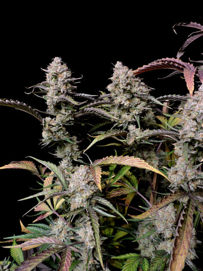 Gorilla Zkittlez