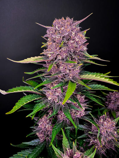Purple Lemonade
