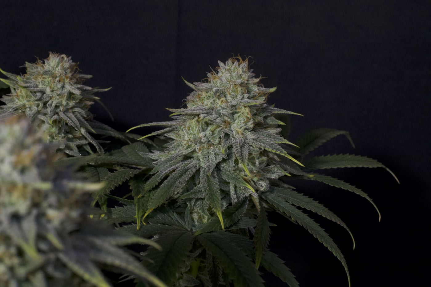 Gorilla Cookies FF