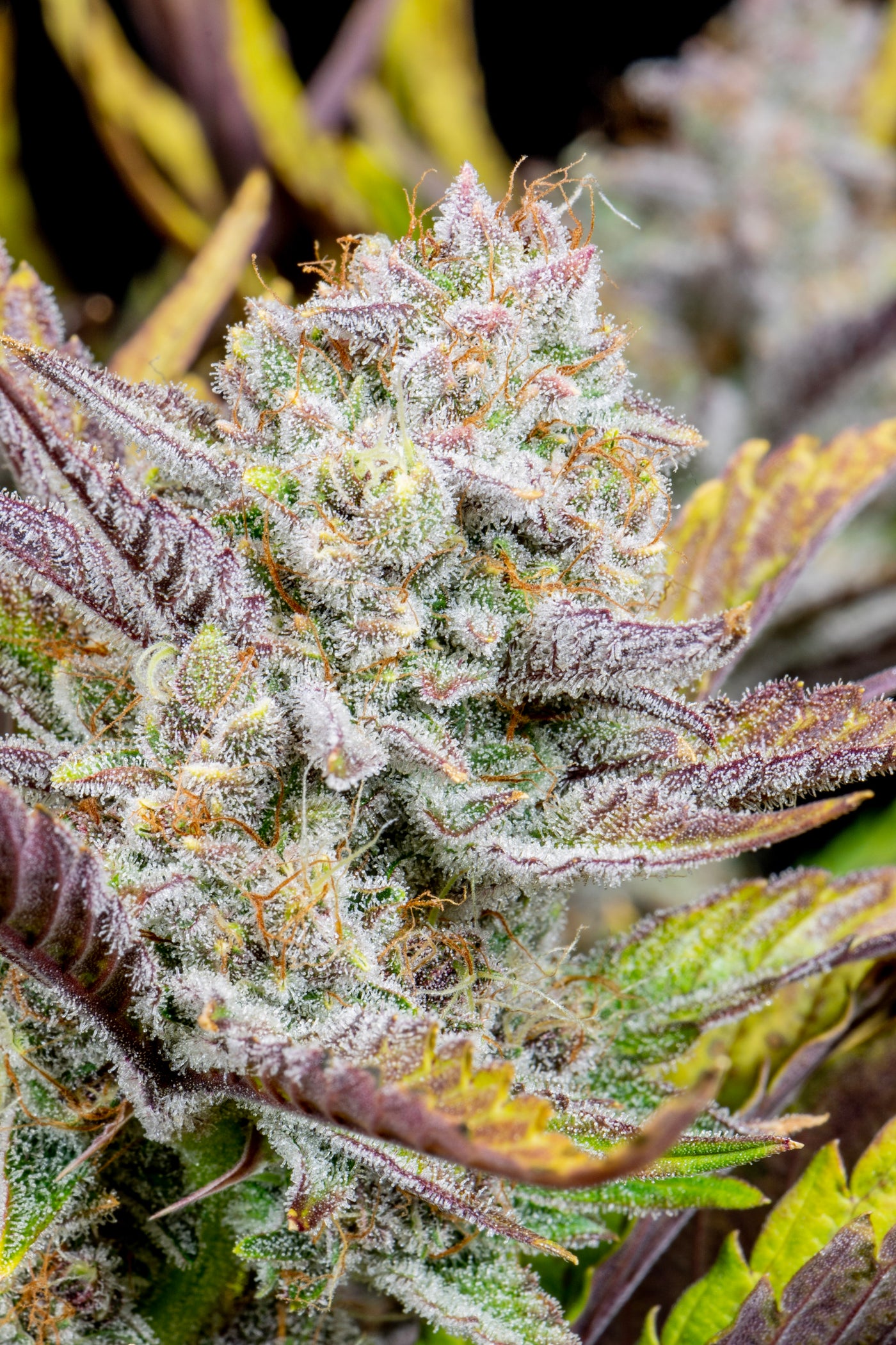 Wedding Glue