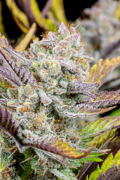 Wedding Glue