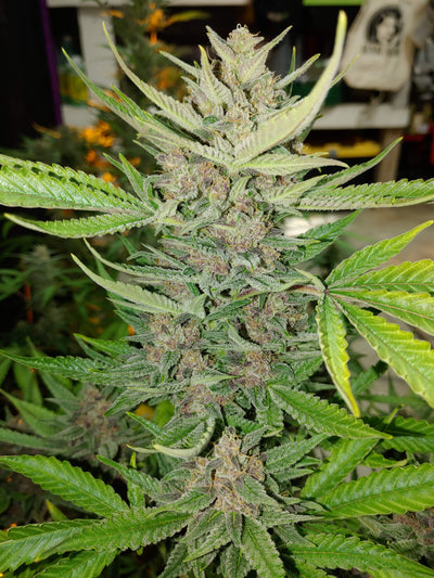 OG Kush Auto