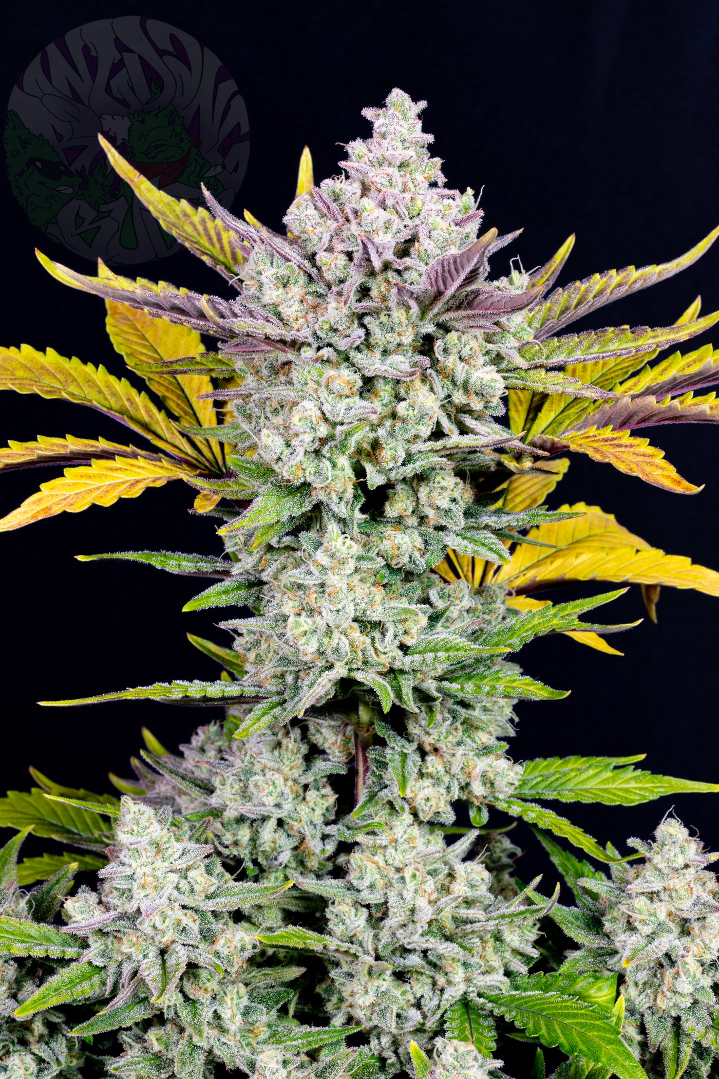 Gorilla Cookies