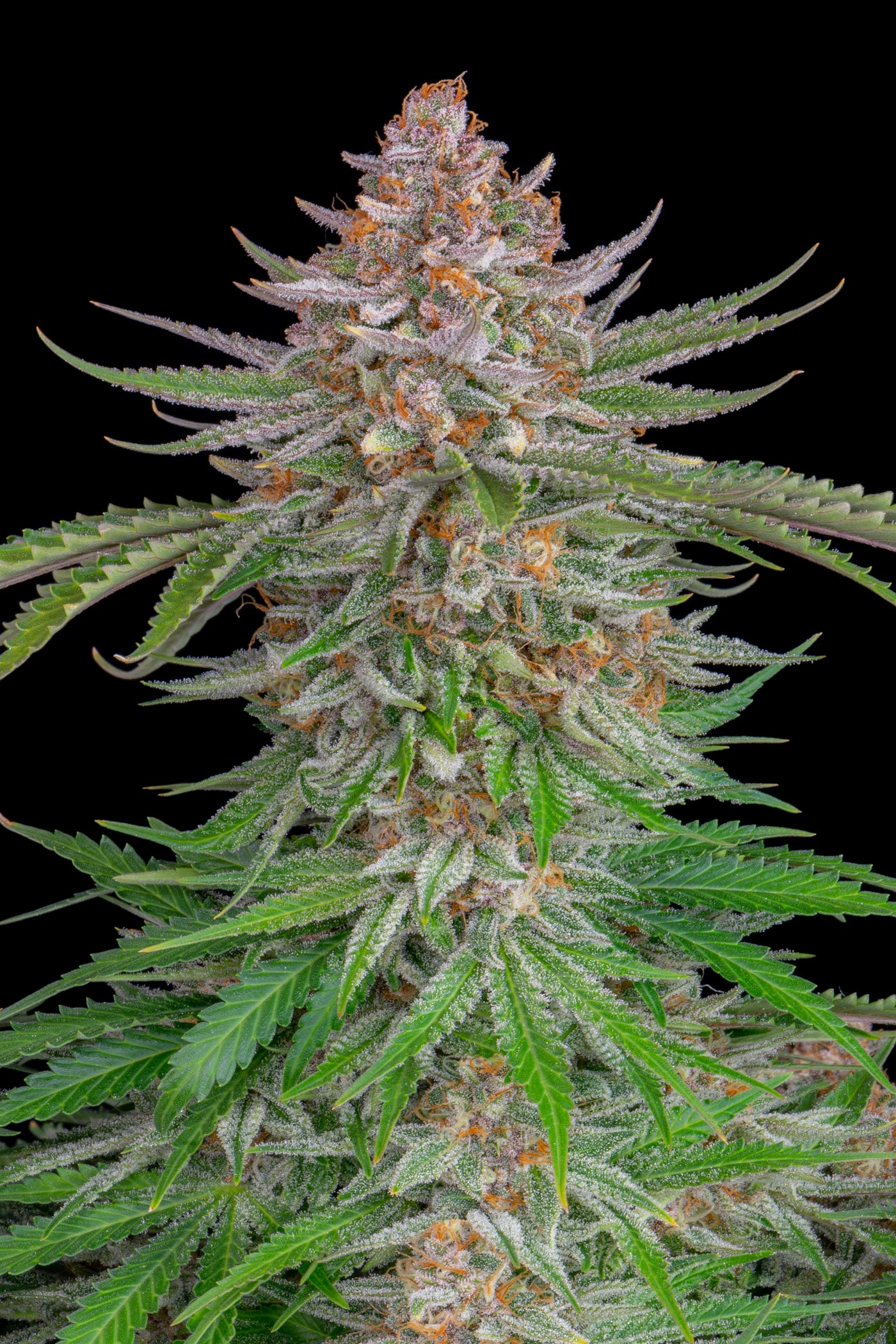 Strawberry Pie