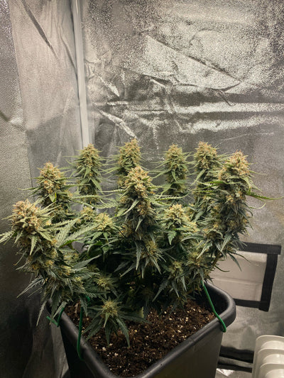 Sour Diesel Auto