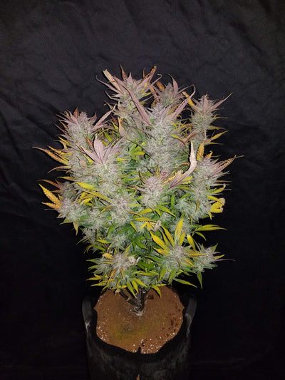 Cream Cookies