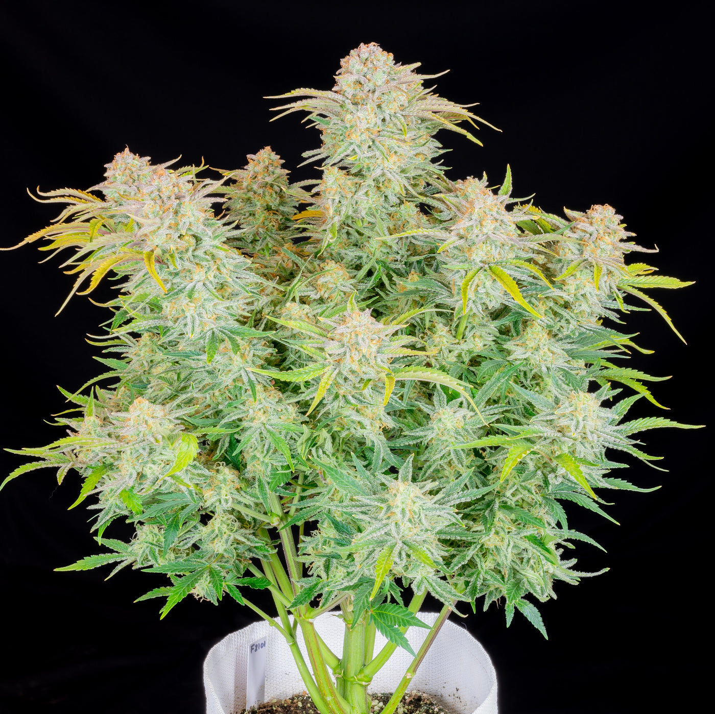 Bruce Banner