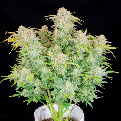 Bruce Banner