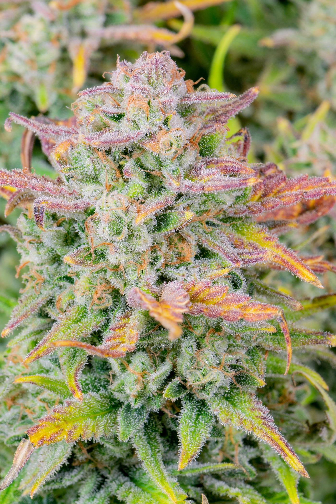 Trainwreck Auto