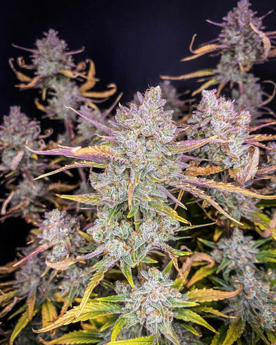 Purple Punch
