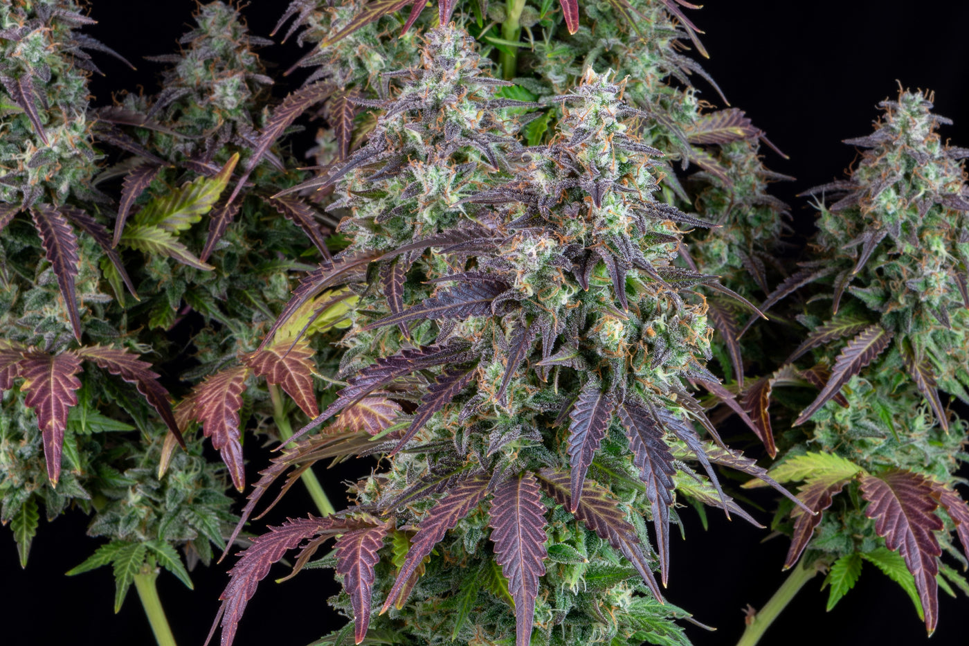 Lemon Pie