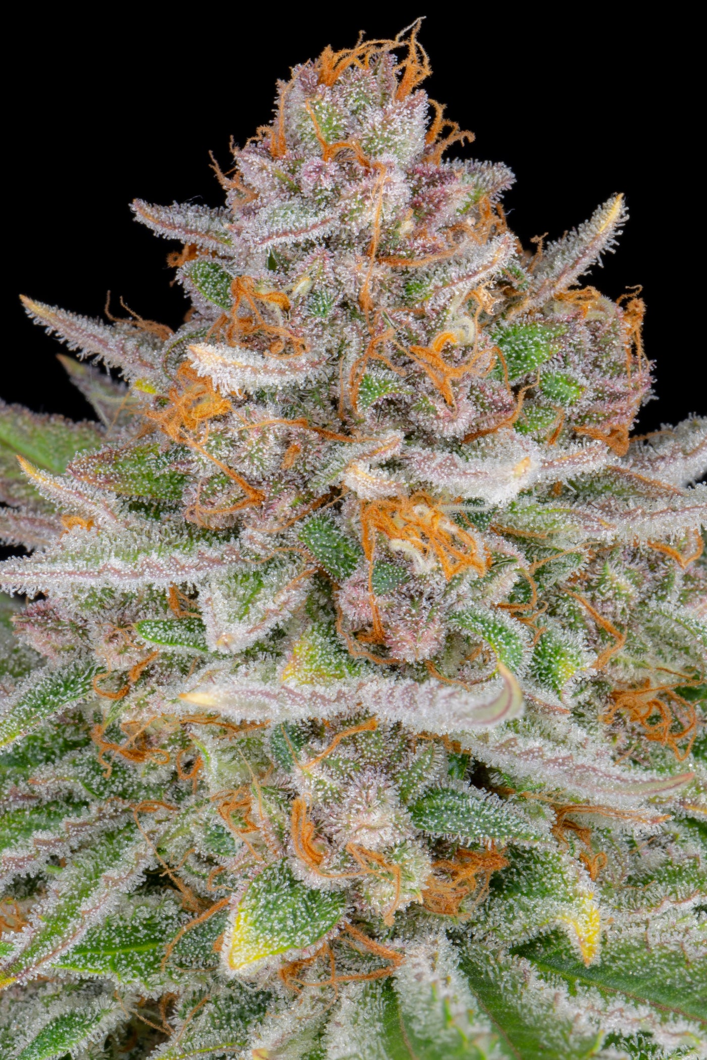 Strawberry Pie