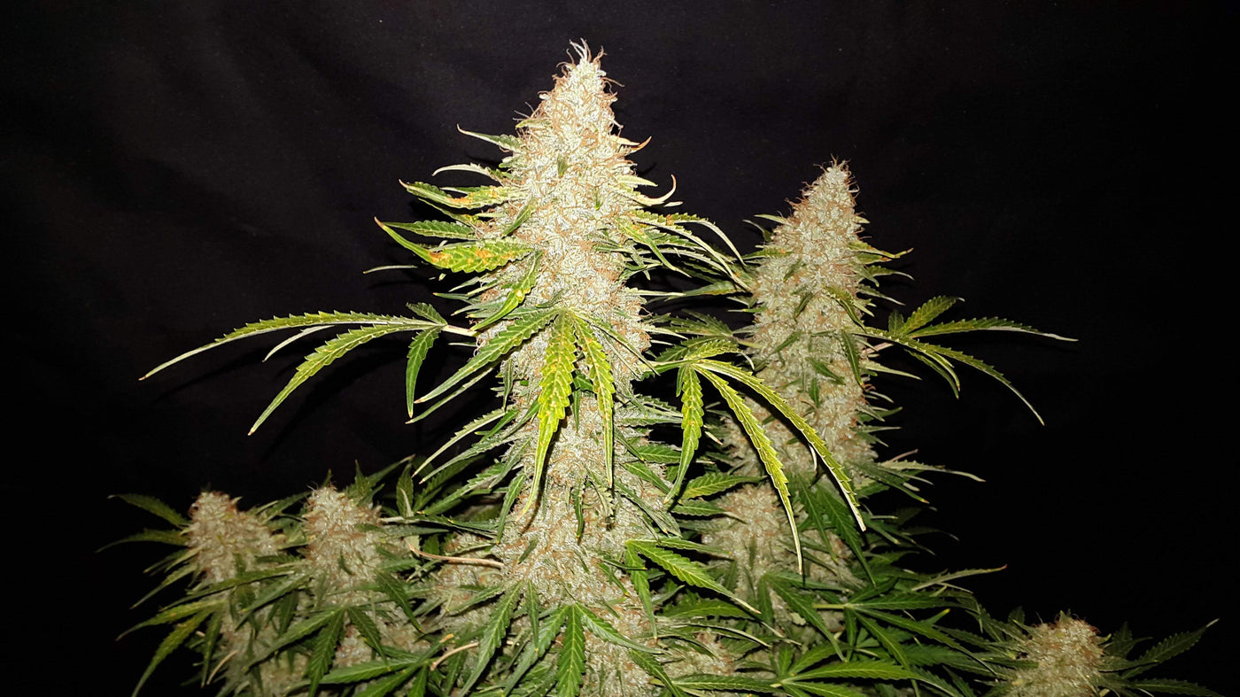 Jack Herer Auto