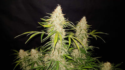 Jack Herer Auto