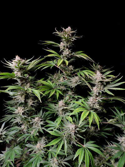 Cherry Cola
