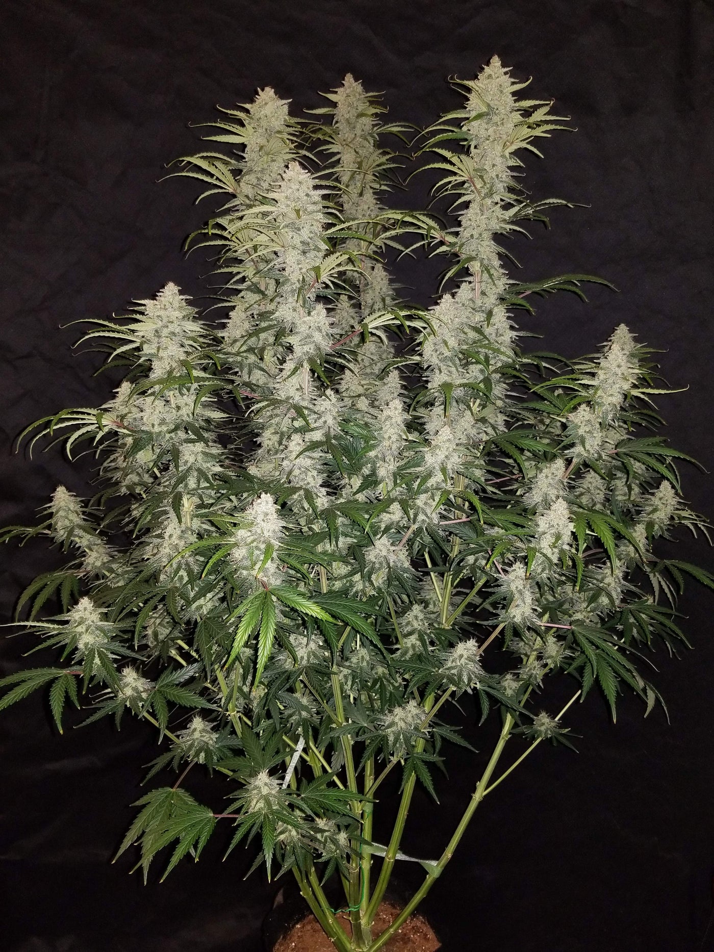 Blue Dream Matic