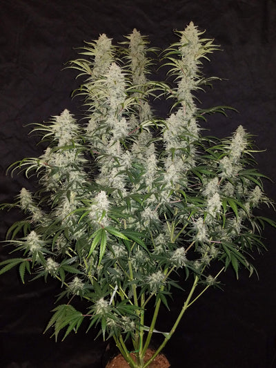 Blue Dream Matic