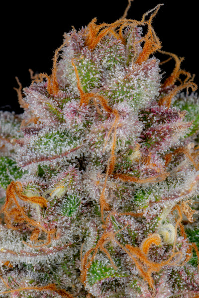 Strawberry Pie