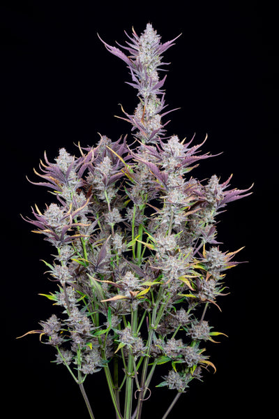 Wedding Glue
