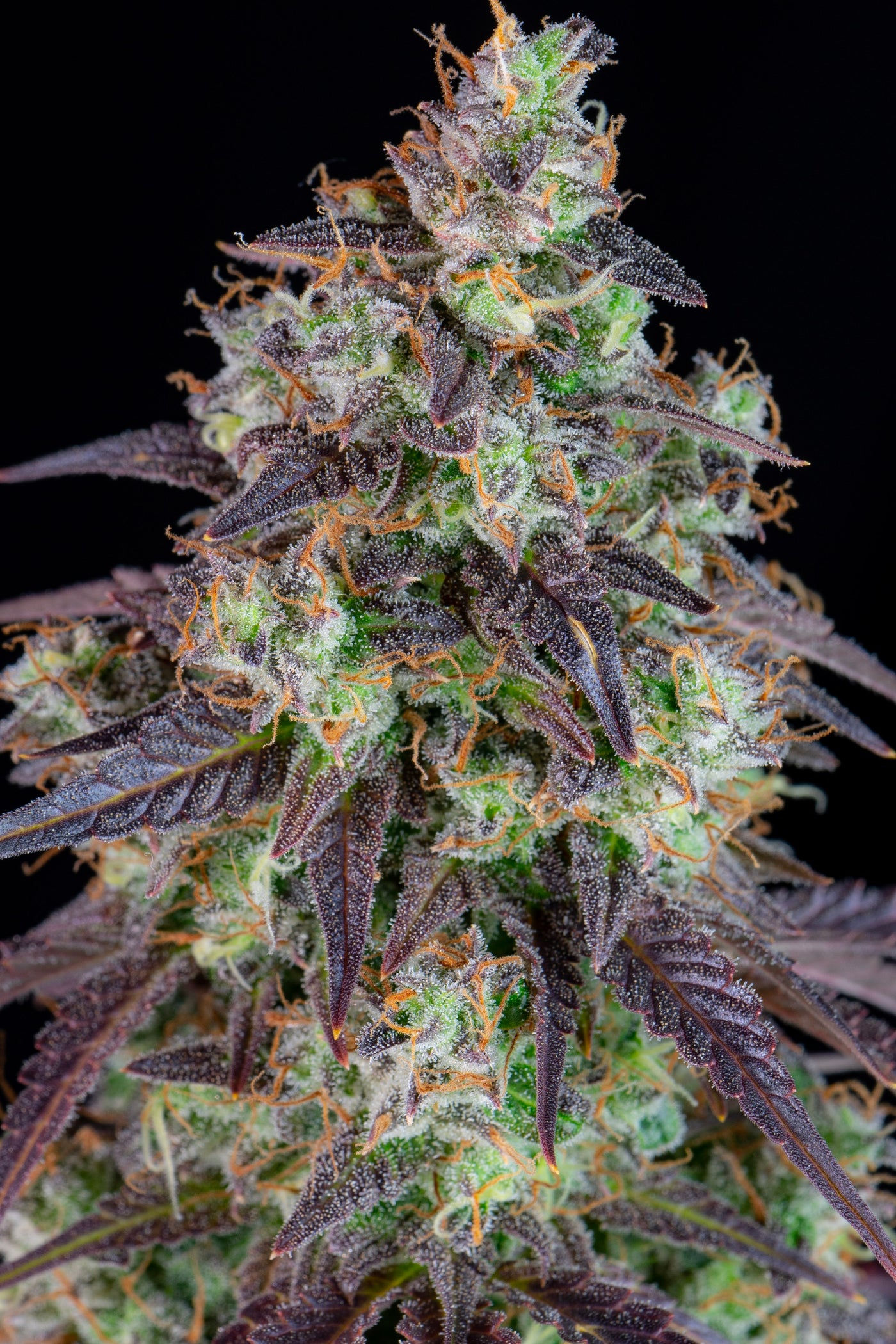 Lemon Pie