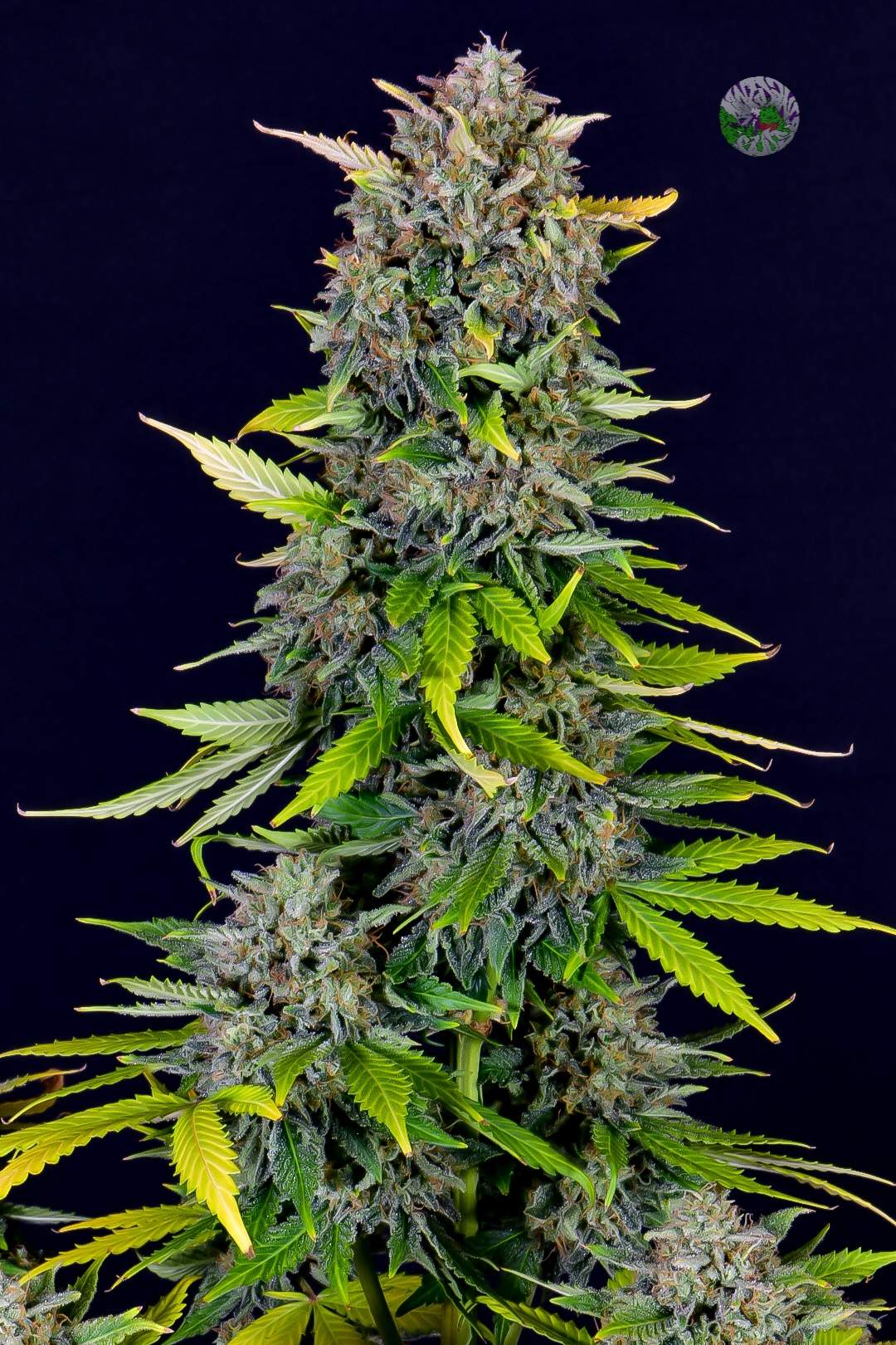 Blue Dream Matic