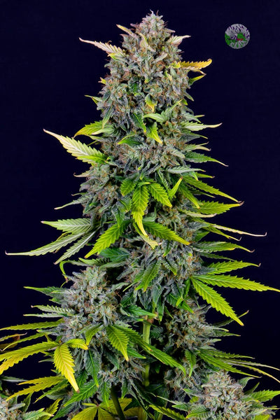 Blue Dream Matic
