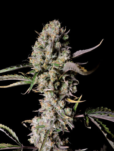 Gorilla Zkittlez