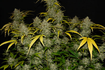 Gelato