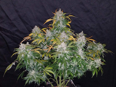 Stardawg
