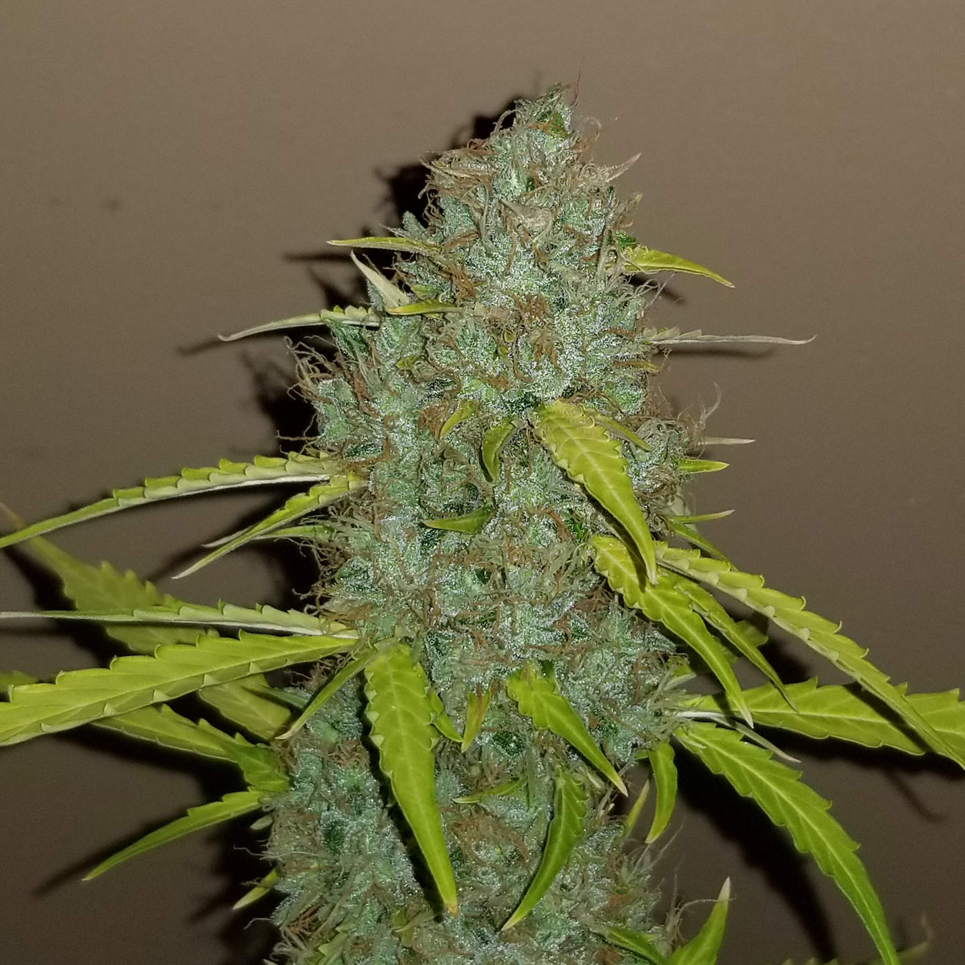 Critical Autoi