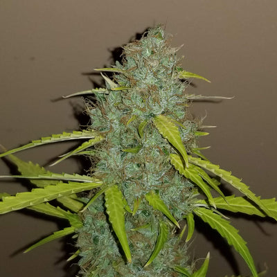 Critical Autoi