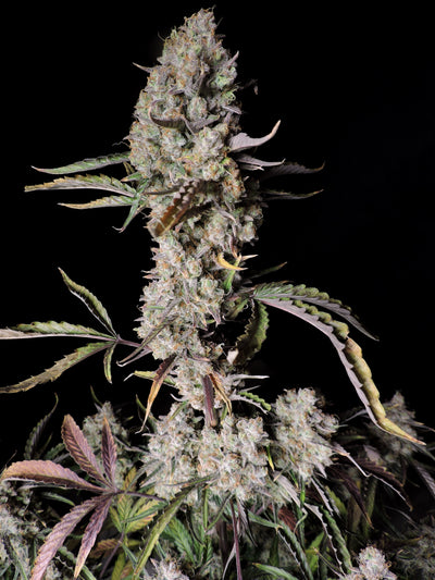 Gorilla Zkittlez