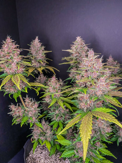 LSD-25