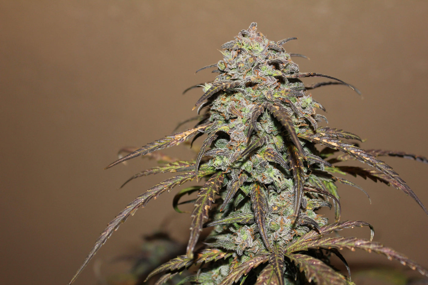 West Coast OG