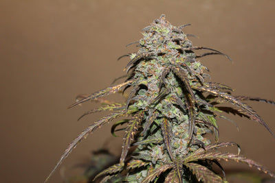 West Coast OG