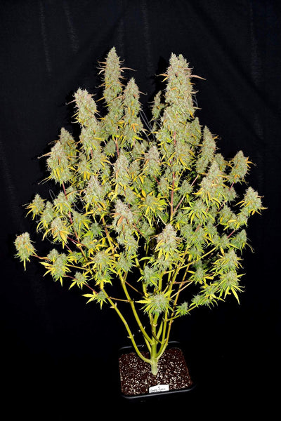 Green Crack
