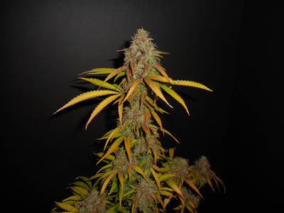 Pineapple Express