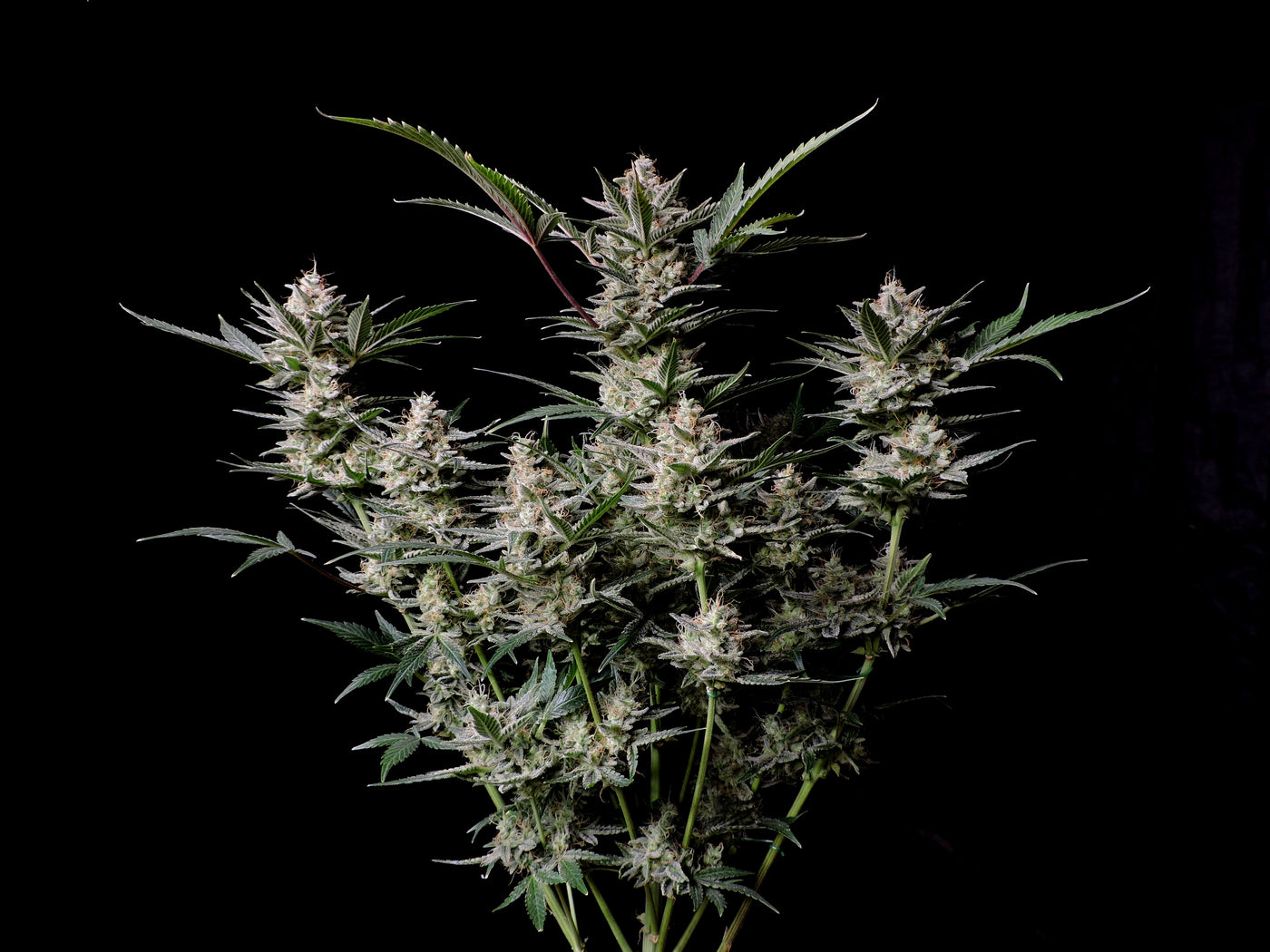Strawberry Gorilla